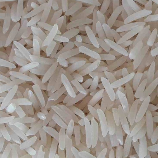 برنج فجر